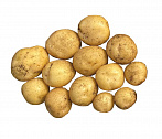 Картофель "Златка", фракция 28-45 мм