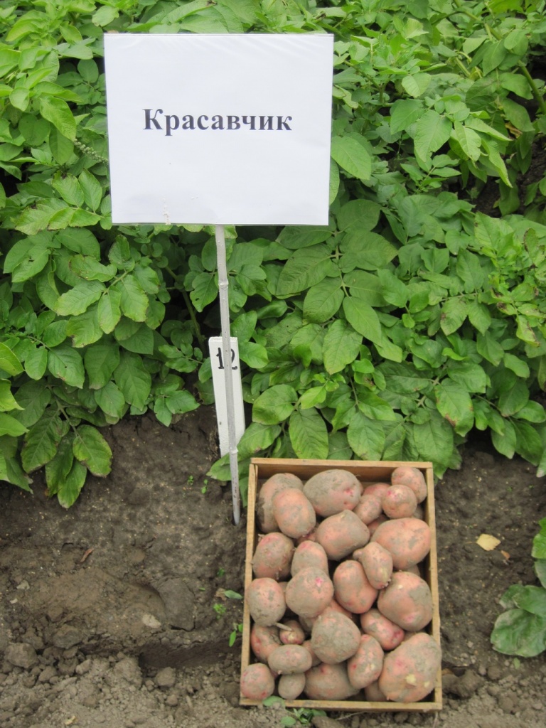 КРАСАВЧИК.JPG