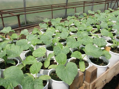 PICT0058.JPG