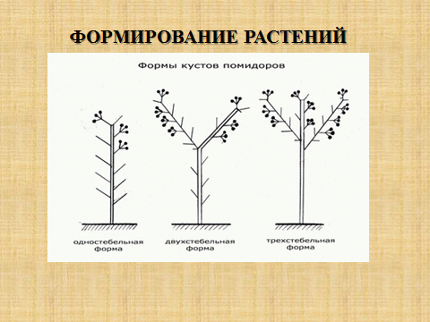 оооол.png