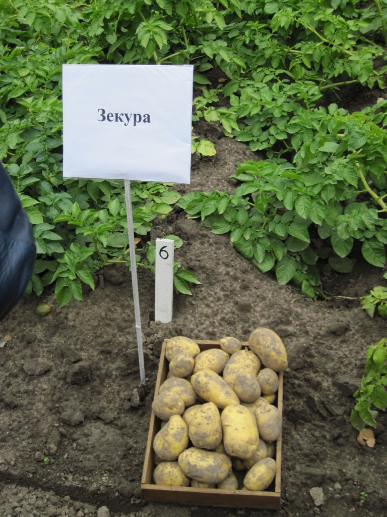 ЗЕКУРА.JPG