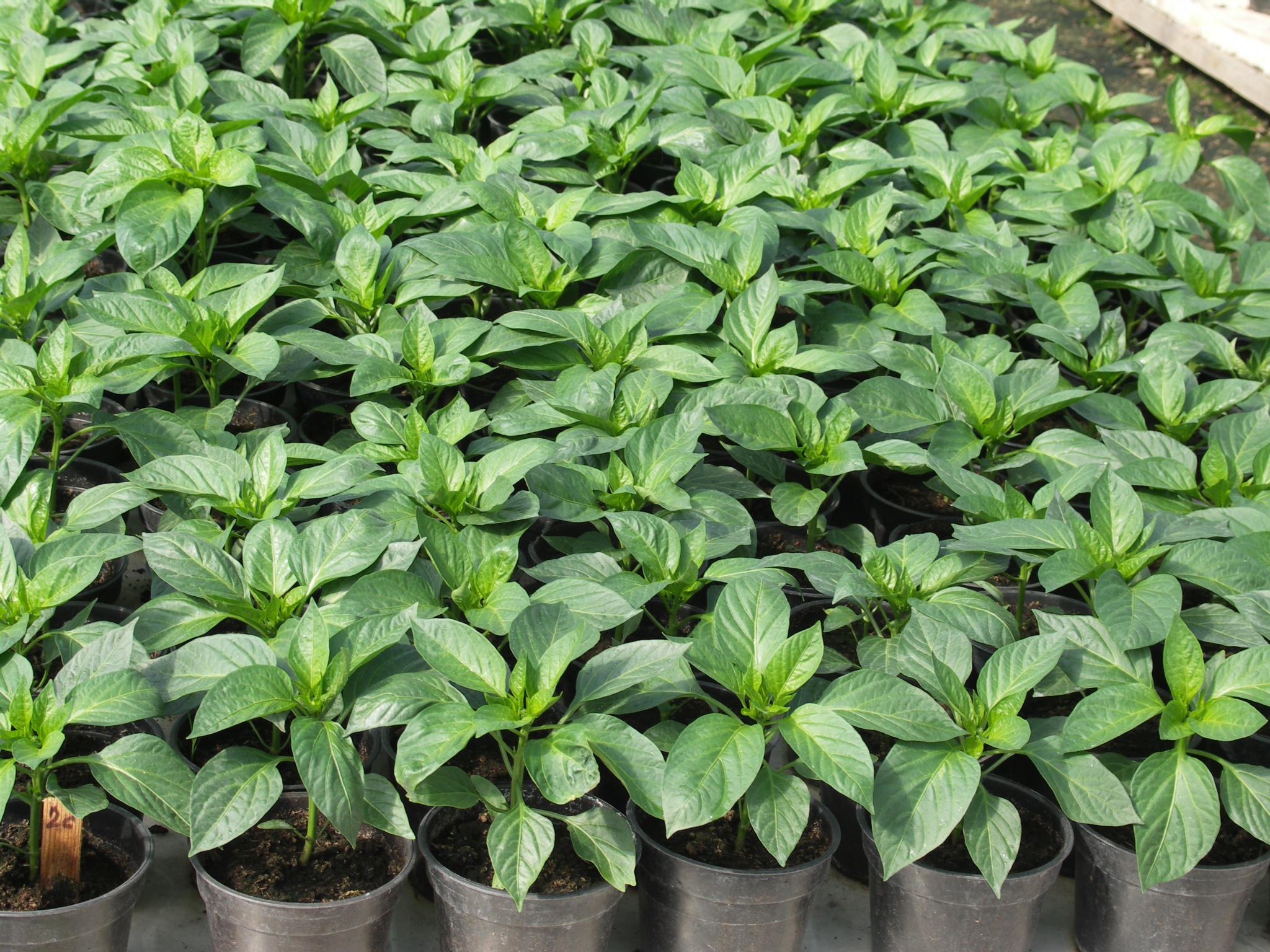 PICT0036 (2).JPG