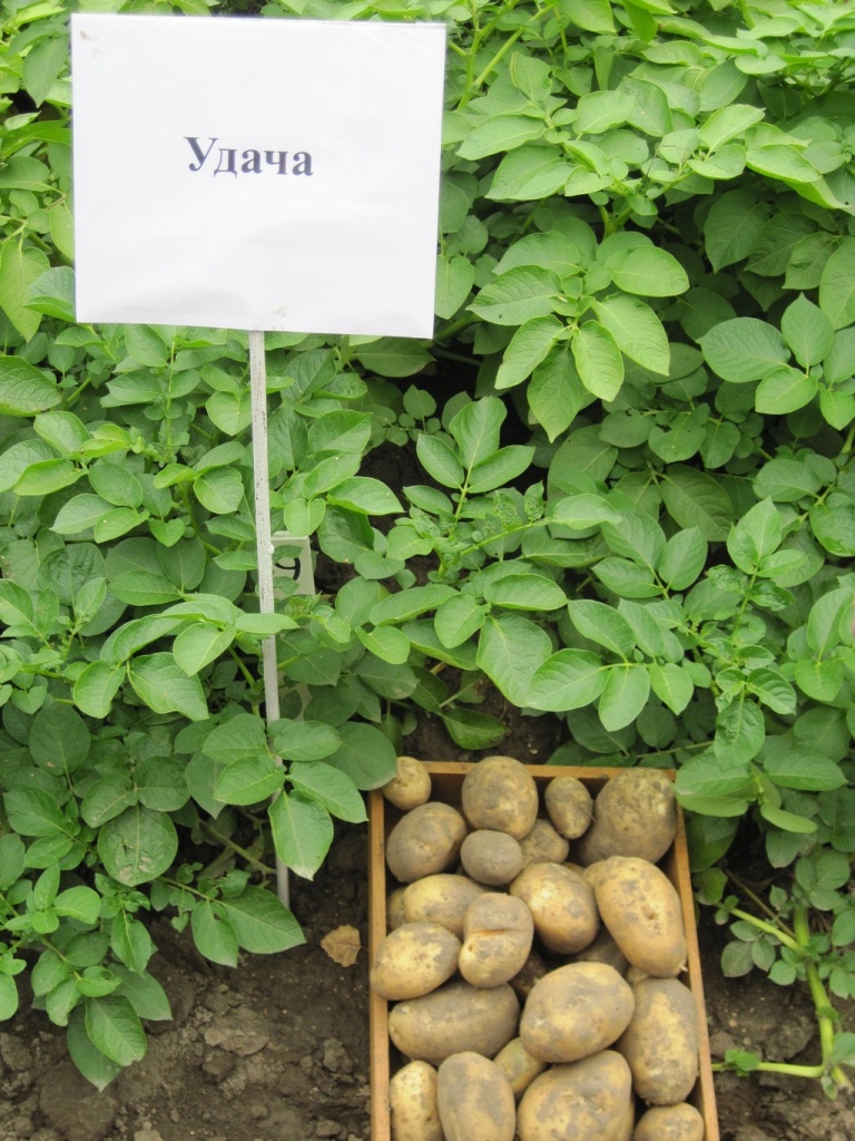 УДАЧА.JPG