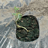 S1330005.JPG