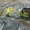 S1330006.JPG