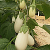 BIBO1.jpg