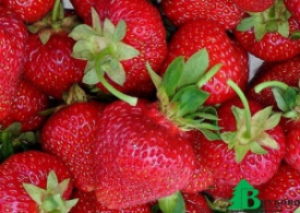 В продажу поступили ягоды садовой земляники, огурцы, капуста.