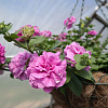 05.05.2014_38.JPG