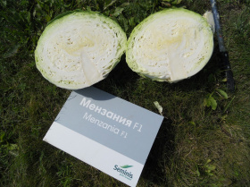 Капуста б/к "Мензания" F1 15шт* Seminis